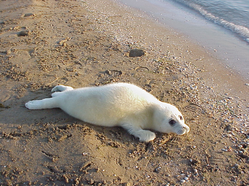 Caspian seal pup
