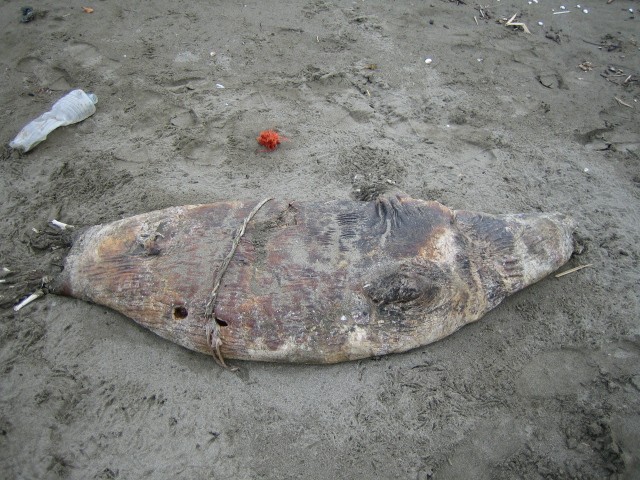 Dead seal harpooned by fishermen
