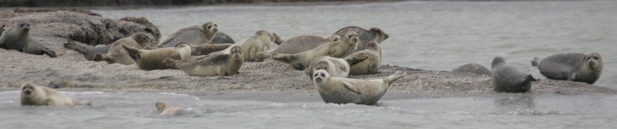 Caspian seal haul out group